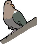 Pacific Emerald Dove