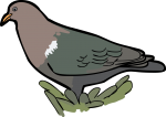 Pacific Emerald Dove freehand drawings