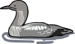 Pacific Loon freehand drawings