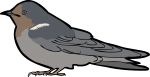 Pacific Swallow