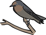 Pacific Swallow