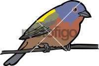 Painted Bunting