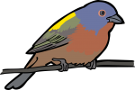 Painted Bunting freehand drawings