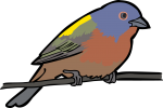 Painted Bunting