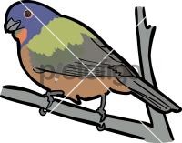 Painted Bunting