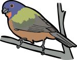 Painted Bunting freehand drawings