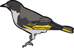 Painted Honeyeater