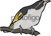 Painted HoneyeaterFreehand Image