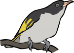 Painted Honeyeater