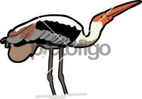 Painted Stork