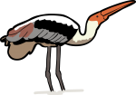 Painted Stork