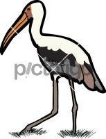 Painted Stork