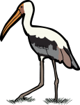 Painted Stork