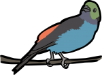 Paradise Tanager freehand drawings
