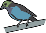 Paradise Tanager freehand drawings