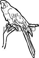ParrotFreehand Image