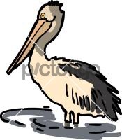 PelicanFreehand Image