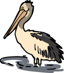 Pelican freehand drawings