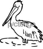 PelicanFreehand Image