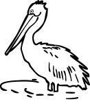 Pelican freehand drawings