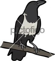 Pied CrowFreehand Image