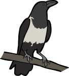 Pied Crow freehand drawings