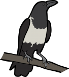 Pied Crow