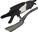 Pied Crow