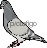 Pigeon