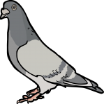 Pigeon freehand drawings