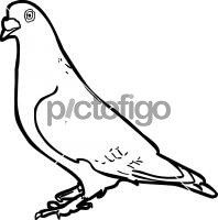 Pigeon