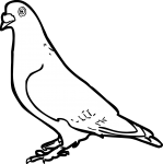 Pigeon freehand drawings