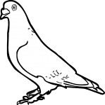 Pigeon