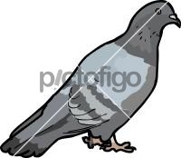 PigeonFreehand Image