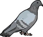 Pigeon freehand drawings