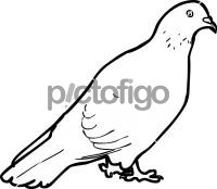 PigeonFreehand Image
