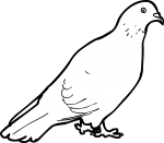 Pigeon freehand drawings