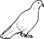 Pigeon