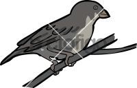 Quailfinch IndigobirdFreehand Image