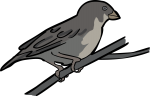 Quailfinch Indigobird freehand drawings