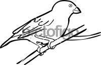 Quailfinch IndigobirdFreehand Image