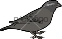 Quailfinch IndigobirdFreehand Image