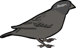 Quailfinch Indigobird