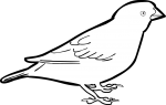 Quailfinch Indigobird freehand drawings
