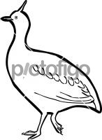 Quebracho Crested TinamouFreehand Image