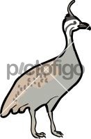 Quebracho Crested Tinamou