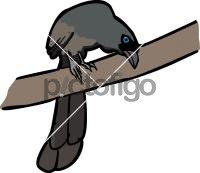 Racket Tailed TreepieFreehand Image