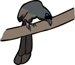 Racket Tailed Treepie