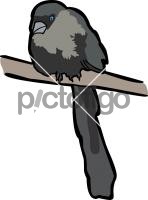 Racket Tailed Treepie