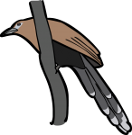 Raffless Malkoha